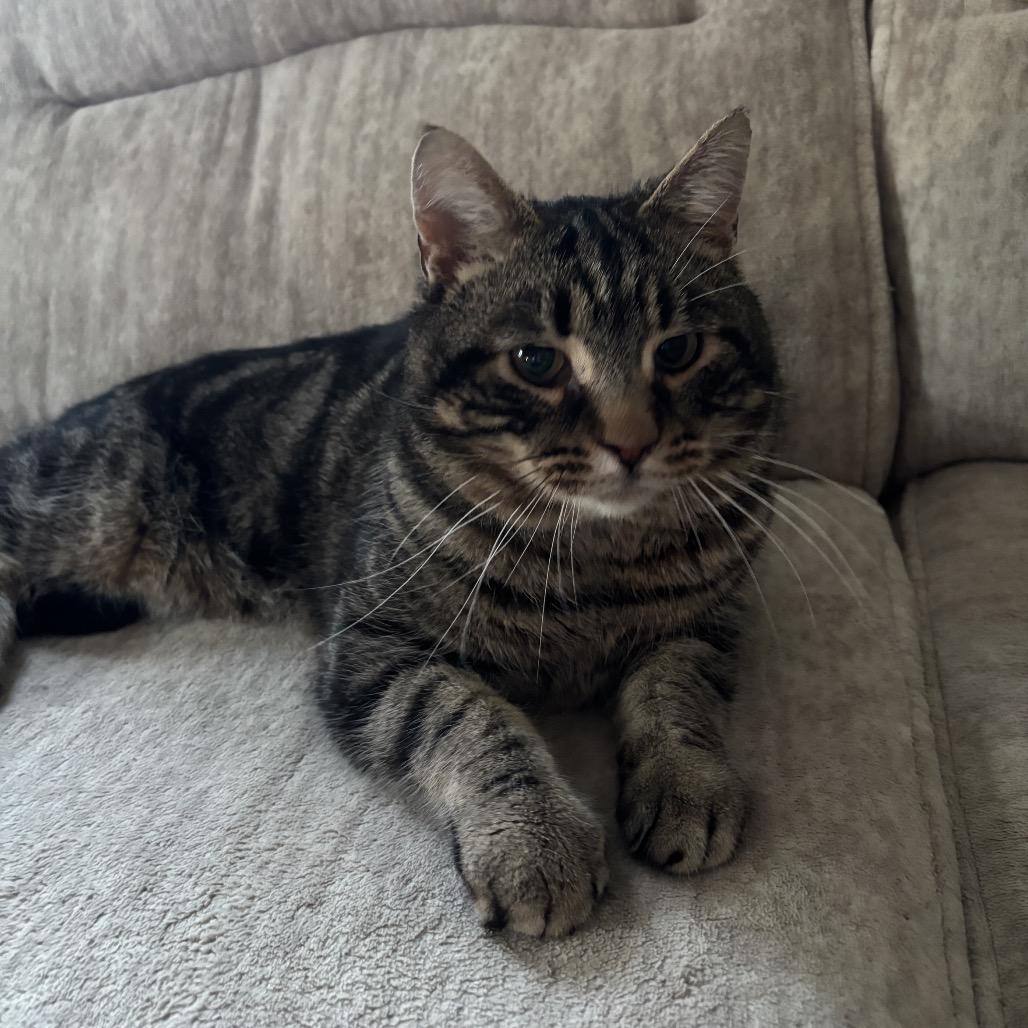 Enlarge Locomotive: I'm in a foster home! Call to meet with me!, a Adoptable Domestic Short Hair in Bristol, IN image 2/3