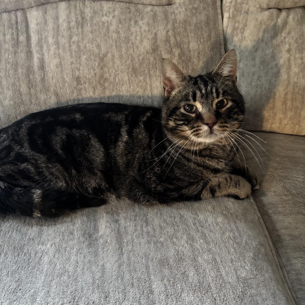 Enlarge Locomotive: I'm in a foster home! Call to meet with me!, a Adoptable Domestic Short Hair in Bristol, IN image 3/3