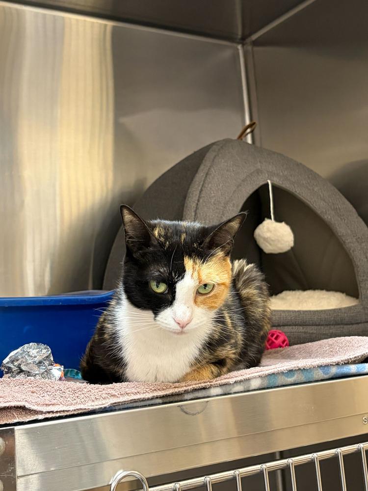 Toast, Adoptable, Young Female Domestic Short Hair.