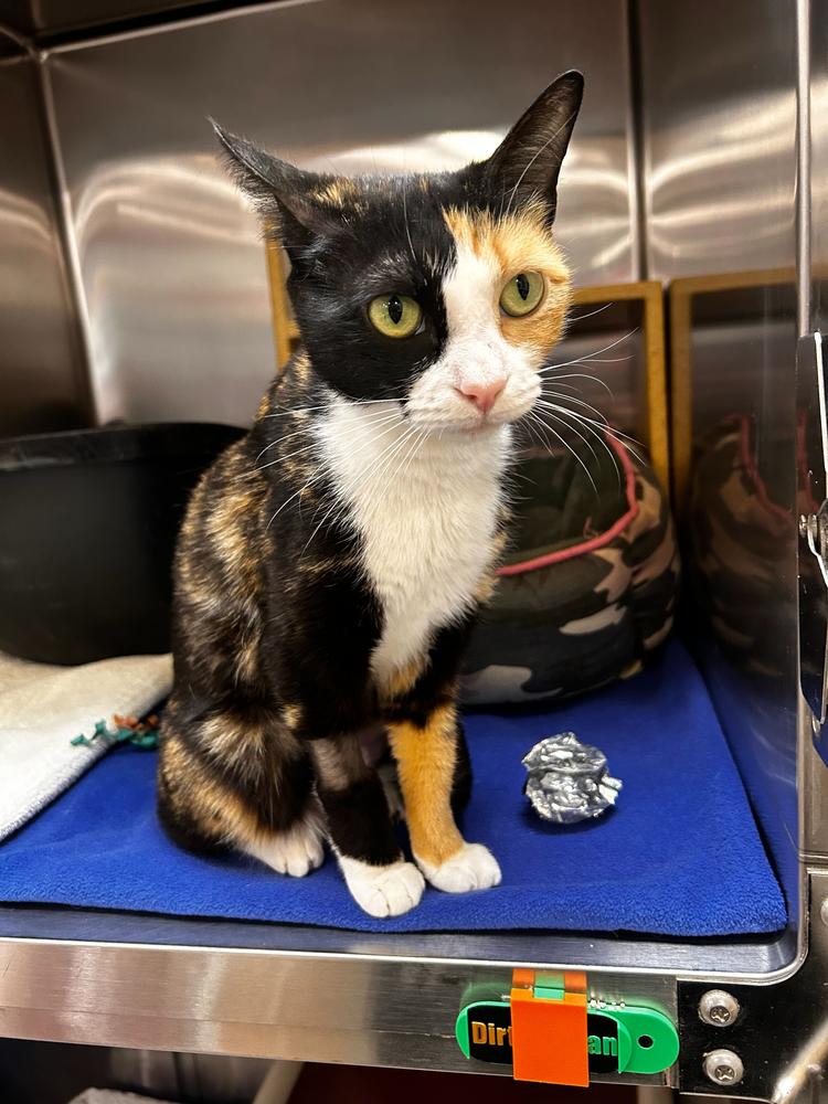 Enlarge Toast, a Adoptable Domestic Short Hair in Marietta, GA image 2/5