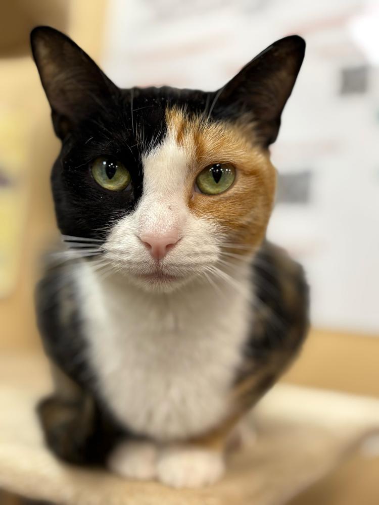 Enlarge Toast, a Adoptable Domestic Short Hair in Marietta, GA image 3/5
