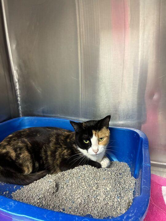 Enlarge Toast, a Adoptable Domestic Short Hair in Marietta, GA image 4/5