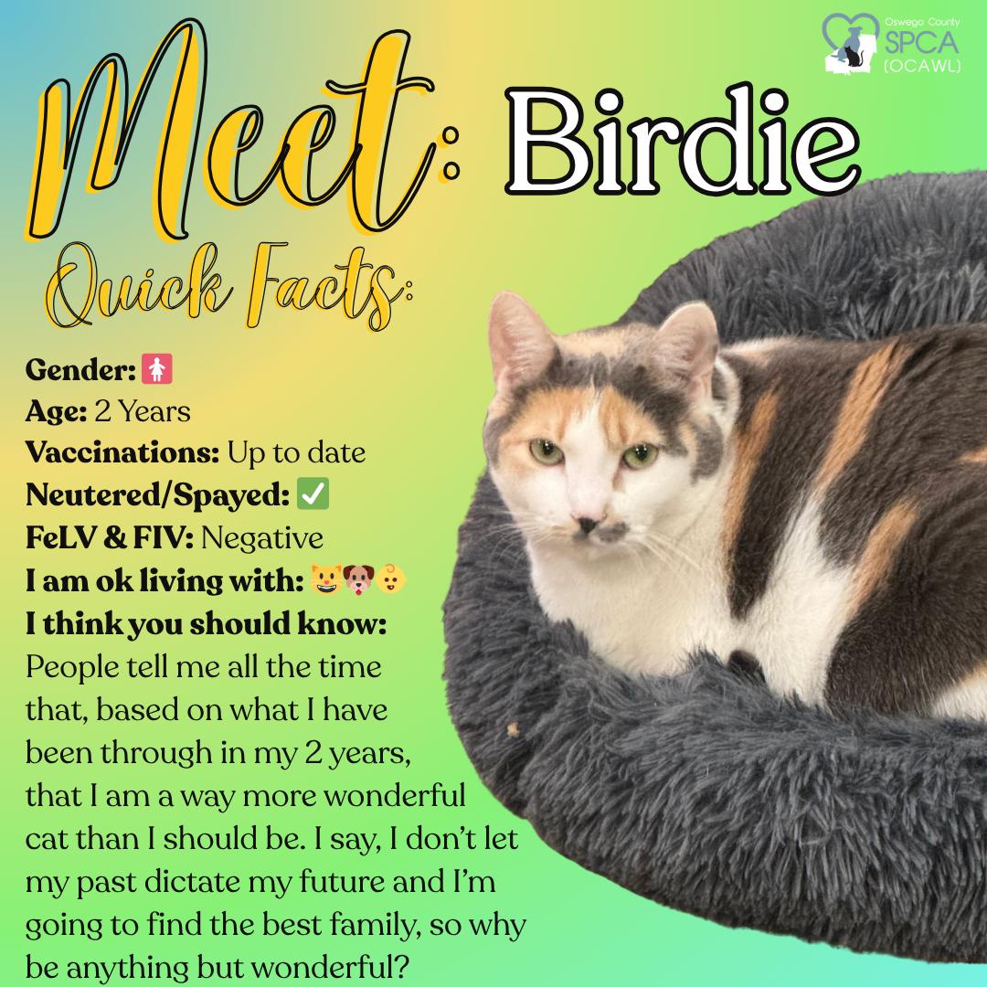 Birdie, a Adoptable Calico in Fulton, NY image 1/3