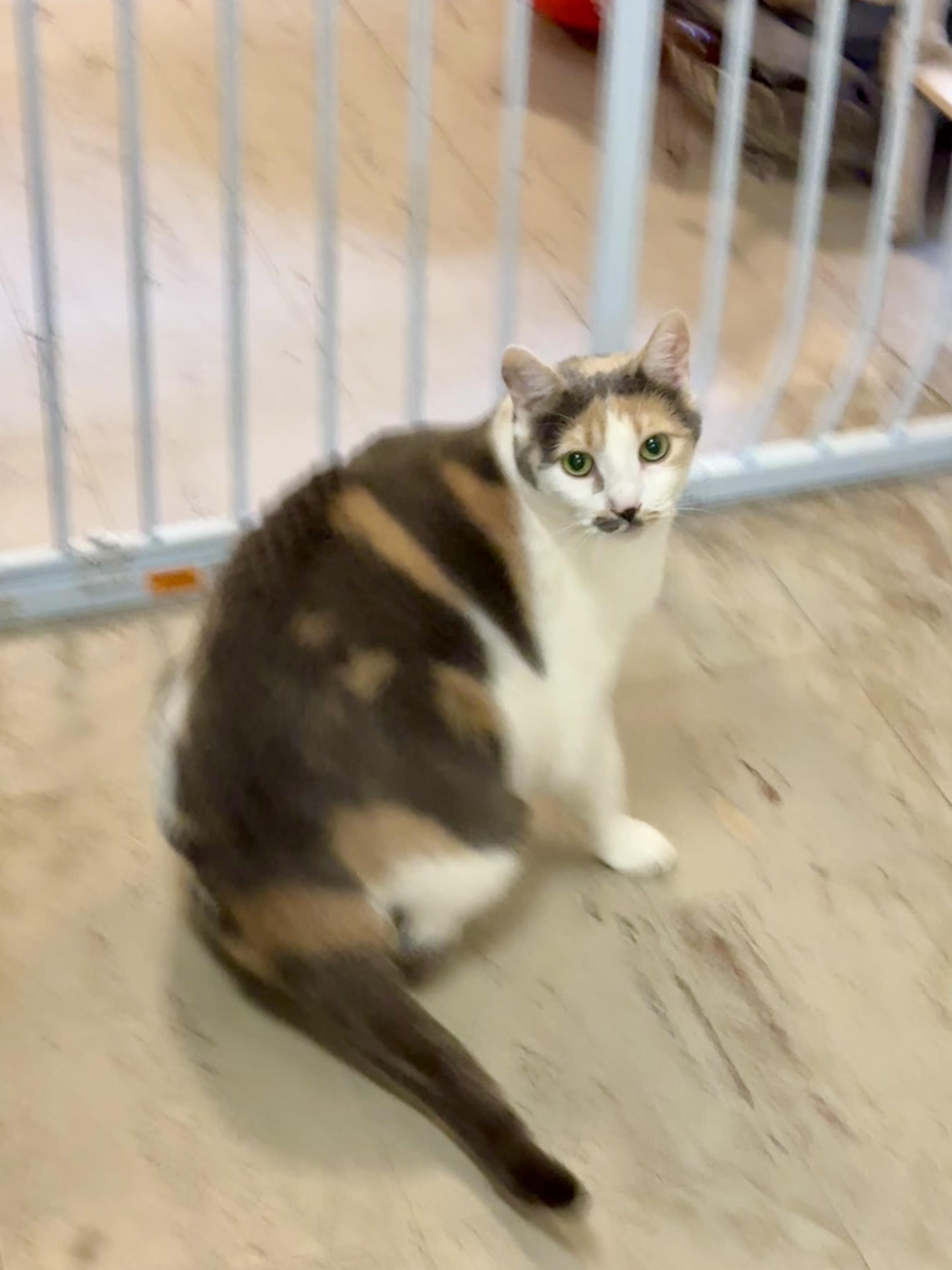 Birdie, a Adoptable Calico in Fulton, NY image 2/3