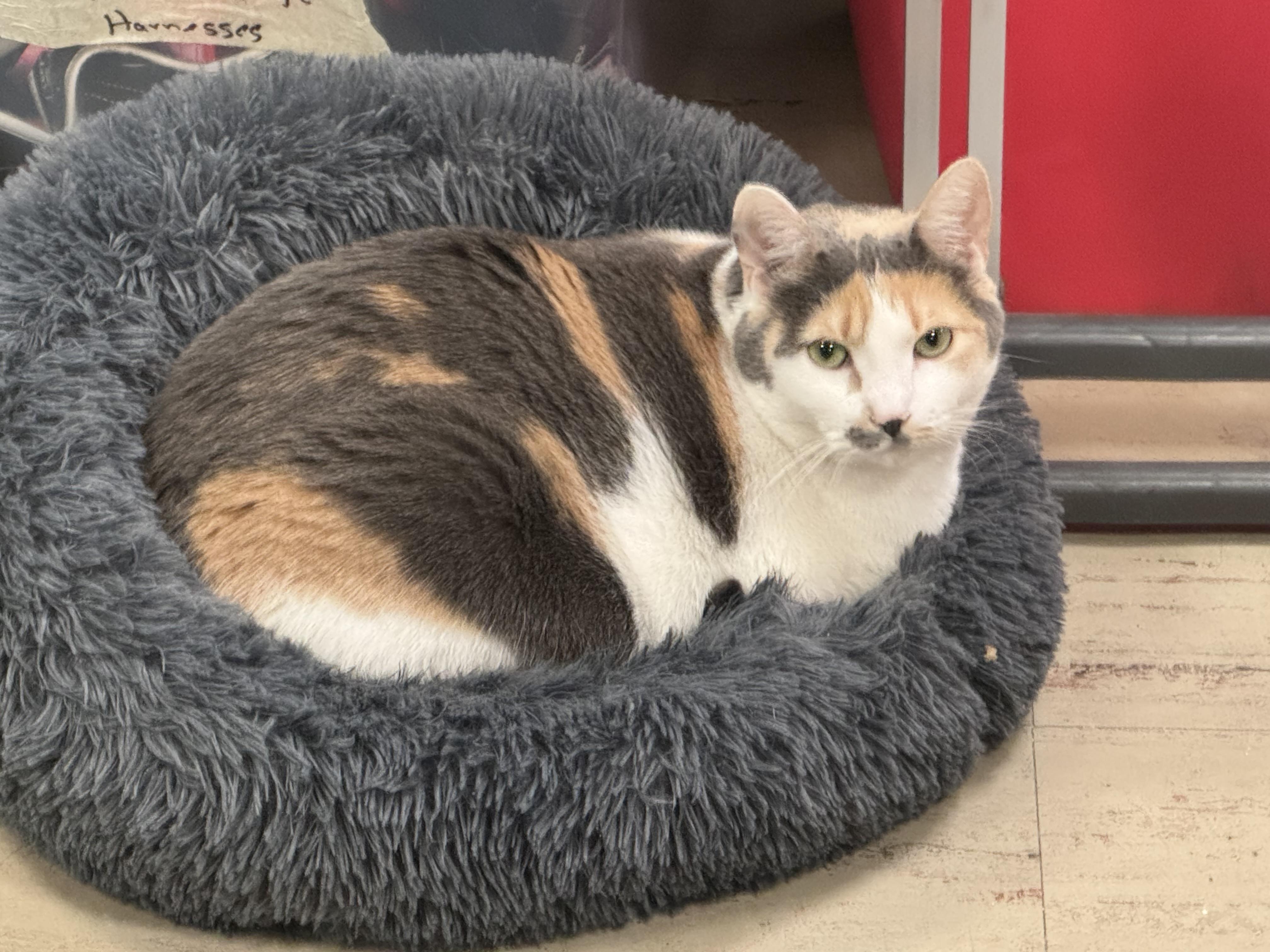 Birdie, a Adoptable Calico in Fulton, NY image 3/3