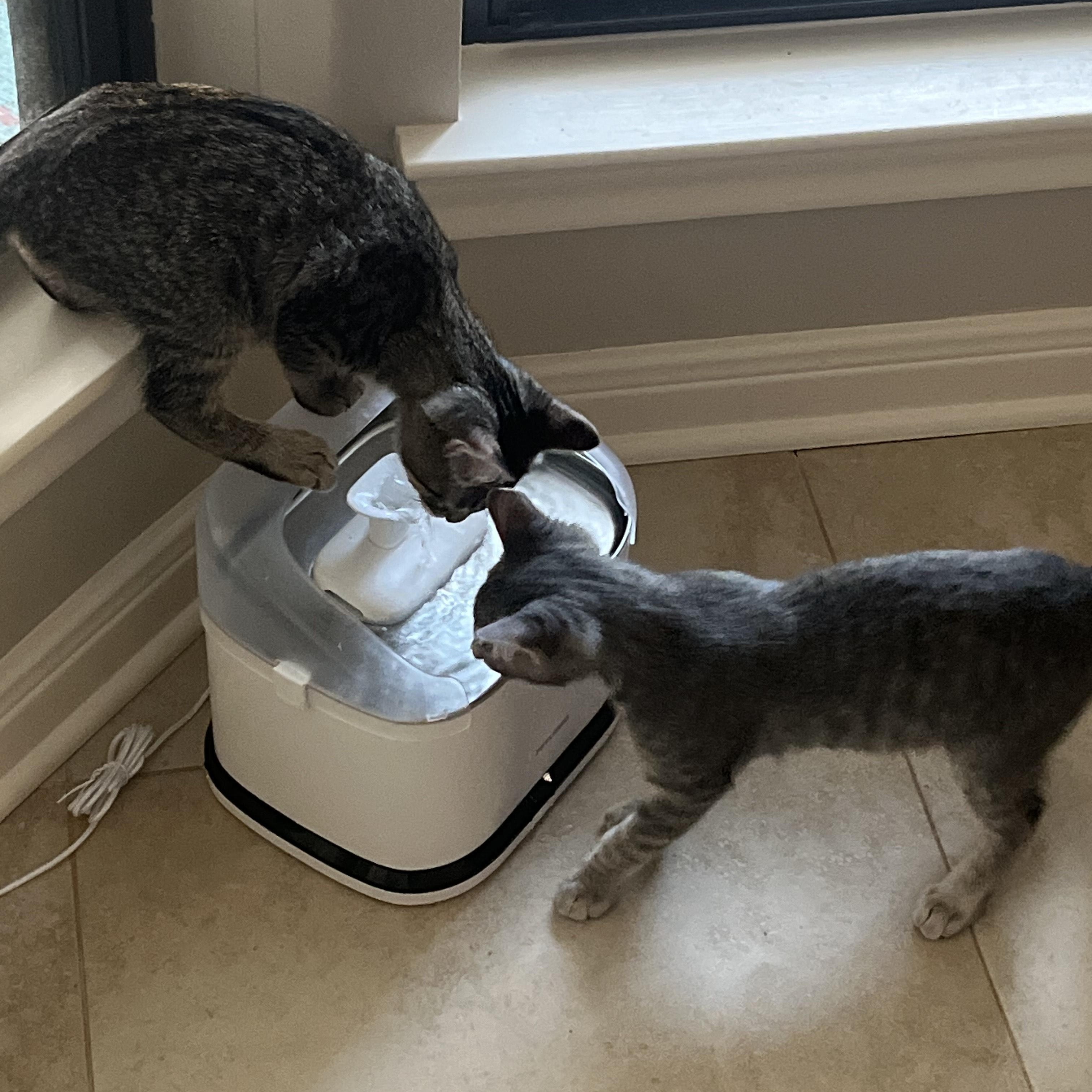 Enlarge Buddy (bonded with Girlie), a Adoptable Domestic Short Hair in Silver Spring , MD image 5/6