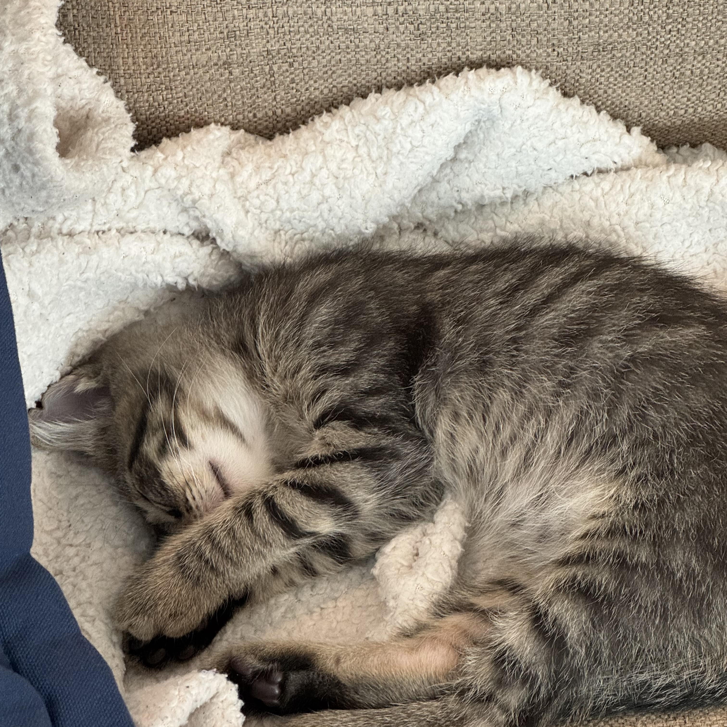 Buddy (bonded with Girlie), Adoptable, Kitten Male Domestic Short Hair.