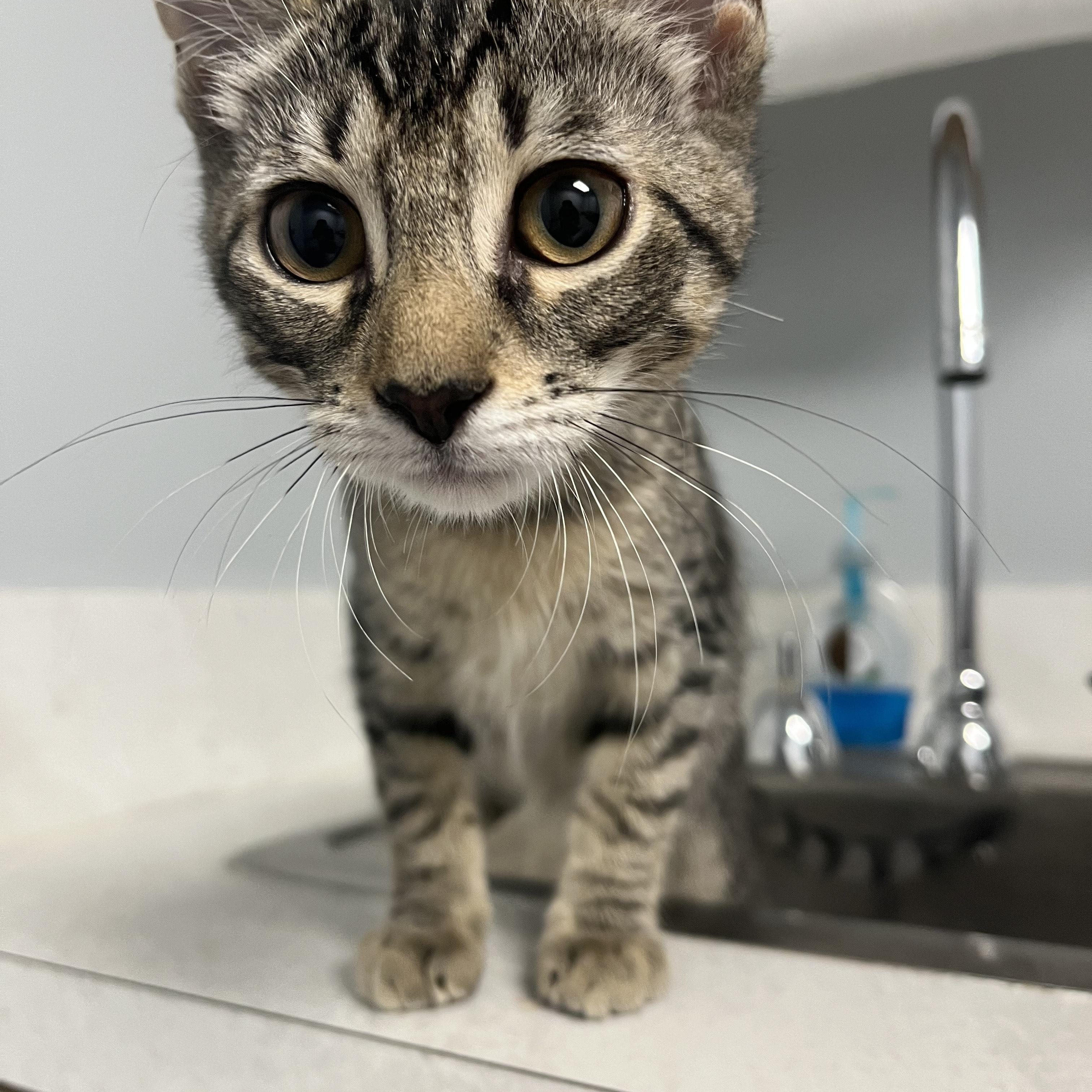 Buddy (bonded with Girlie), Adoptable, Kitten Male Domestic Short Hair.