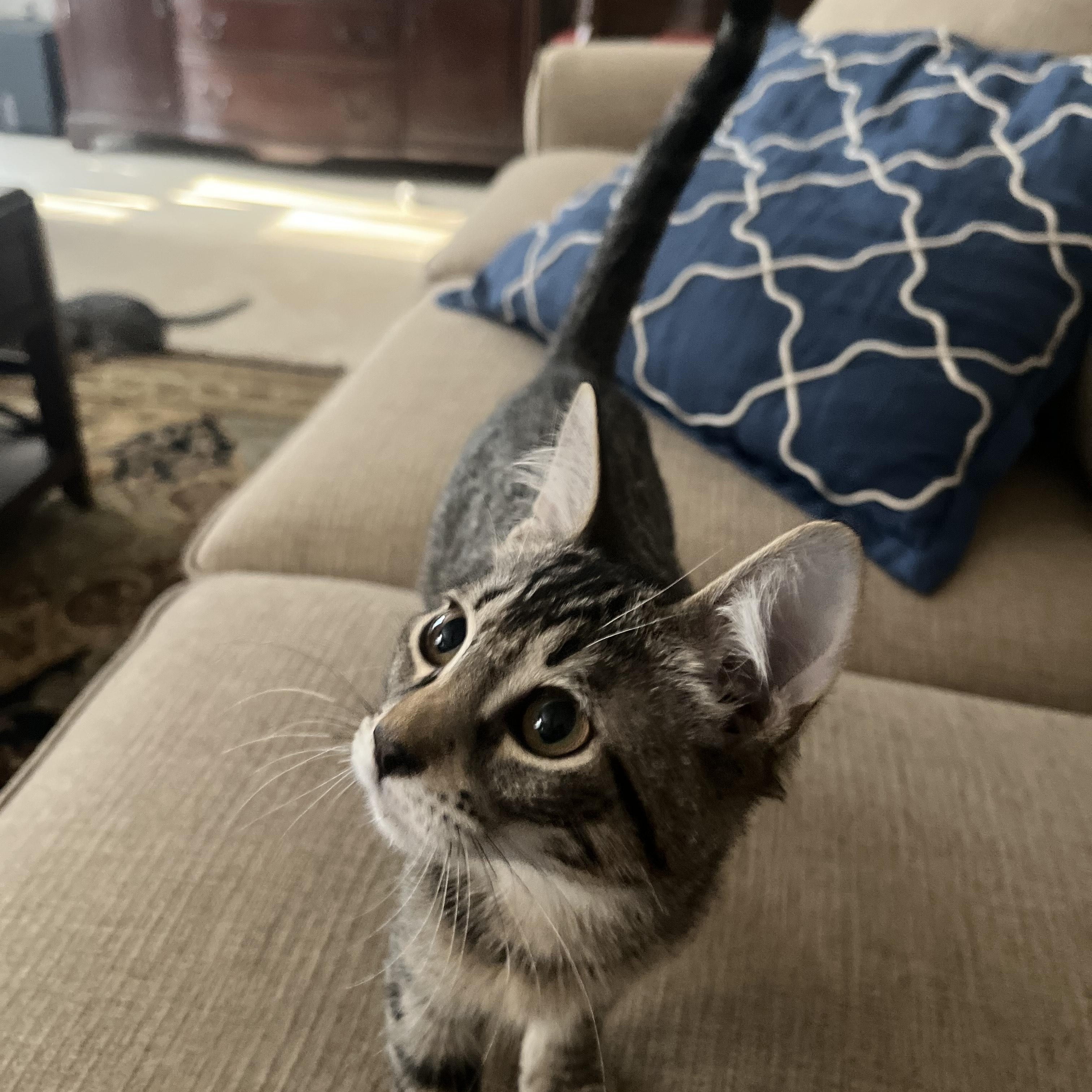 Enlarge Buddy (bonded with Girlie), a Adoptable Domestic Short Hair in Silver Spring , MD image 6/6