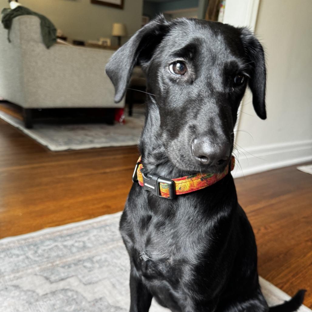 Etta D71170, Adoptable, Puppy Female Black Labrador Retriever & Poodle.