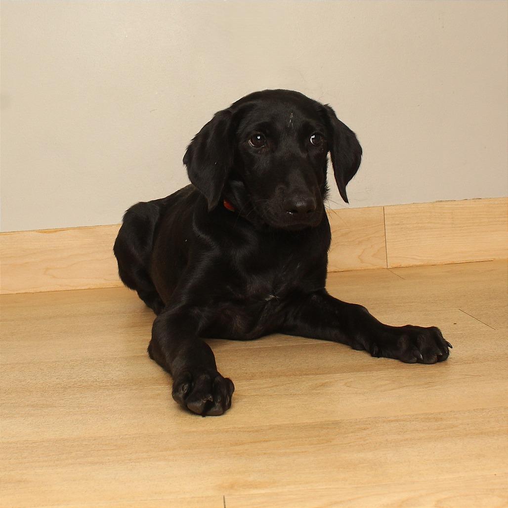 Enlarge Etta D71170, a Adoptable mixed breed in Minnetonka, MN image 2/5