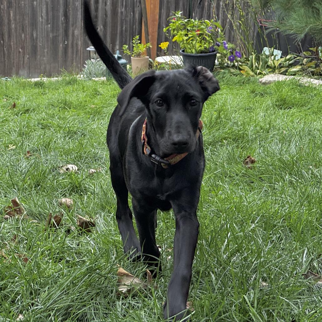 Enlarge Etta D71170, a Adoptable mixed breed in Minnetonka, MN image 3/5