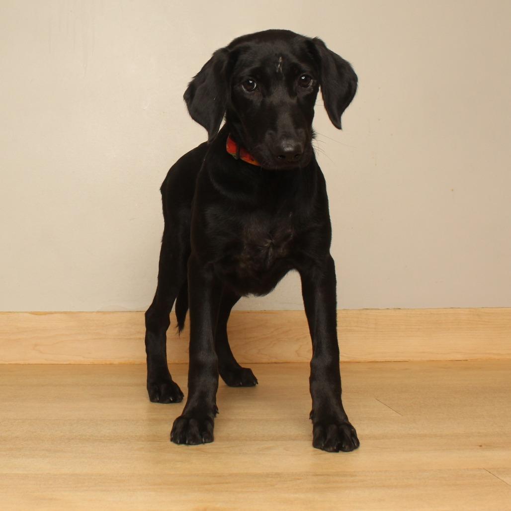 Enlarge Etta D71170, a Adoptable mixed breed in Minnetonka, MN image 4/5
