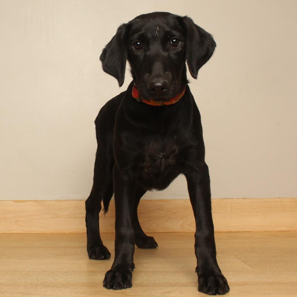 Enlarge Etta D71170, a Adoptable mixed breed in Minnetonka, MN image 5/5