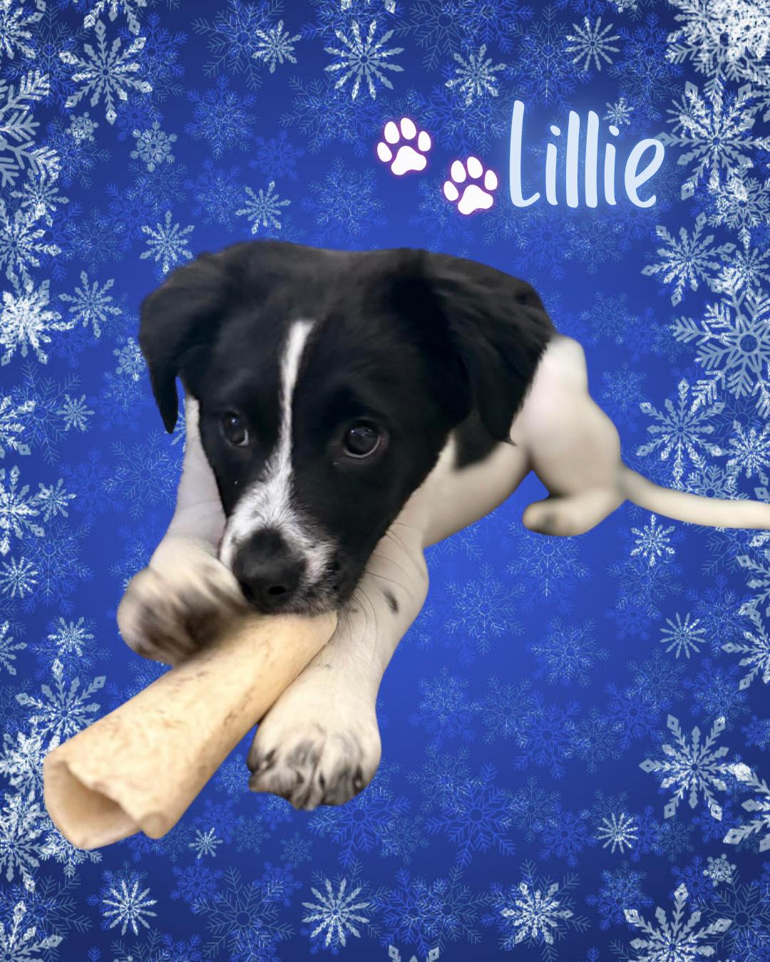 Enlarge Lillie, a ADOPTABLE mixed breed in Wilmington, NC image 1/1