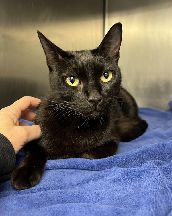 Madre Mia - FeLV+, Adoptable, Young Female Domestic Short Hair.