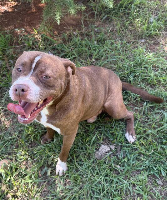 Enlarge Hoggart, a Adoptable Boxer in Carrollton, GA image 1/3