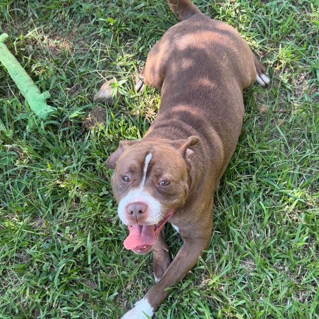 Enlarge Hoggart, a Adoptable Boxer in Carrollton, GA image 2/3