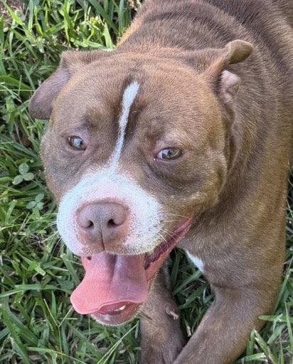Enlarge Hoggart, a Adoptable Boxer in Carrollton, GA image 3/3