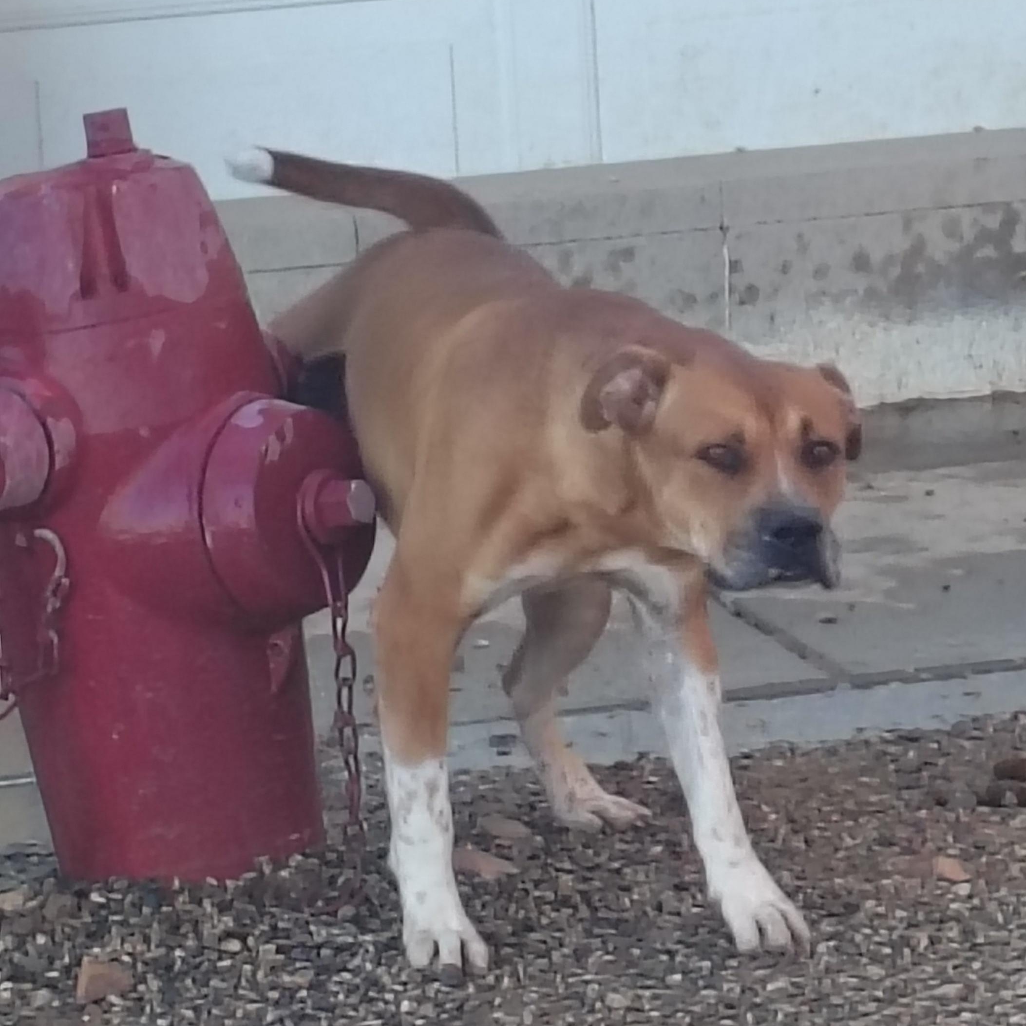 Rusty, Adoptable, Adult Male Pit Bull Terrier.