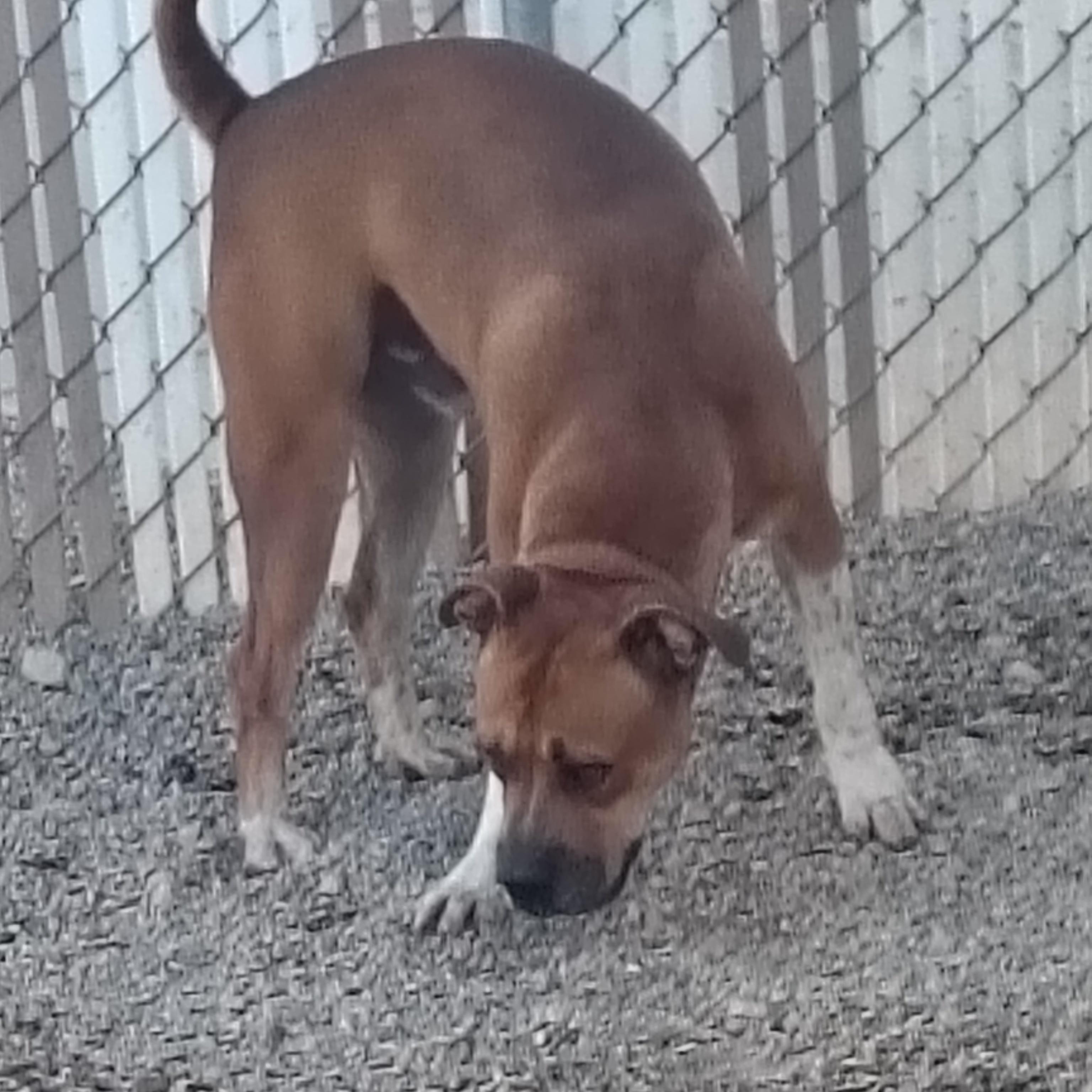 Enlarge Rusty, a Adoptable mixed breed in Parker, AZ image 2/2