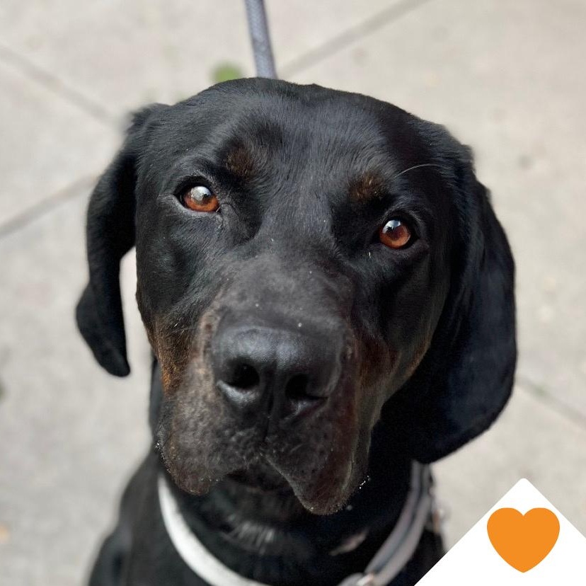 Kevin, ADOPTABLE, Young Male Black Labrador Retriever & Hound.