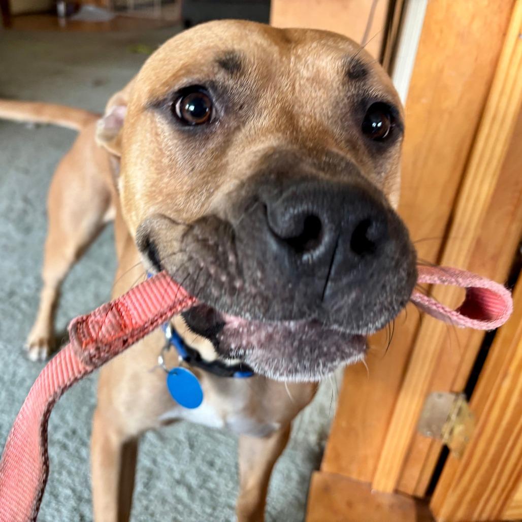Buddha, Adoptable, Young Male Pit Bull Terrier & Bullmastiff.