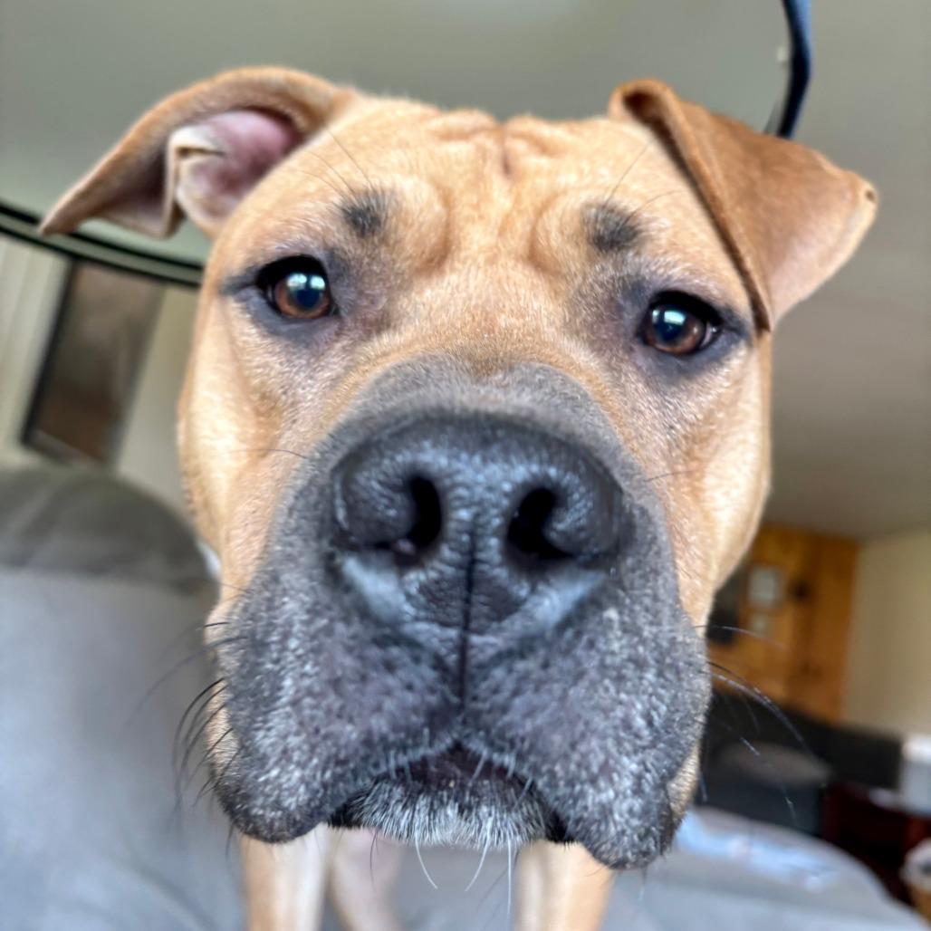 Enlarge Buddha, a Adoptable mixed breed in Baker City, OR image 2/3
