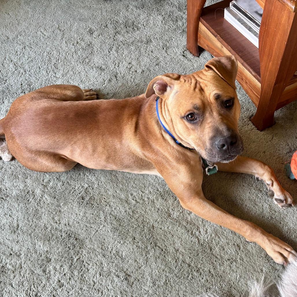 Enlarge Buddha, a Adoptable mixed breed in Baker City, OR image 3/3