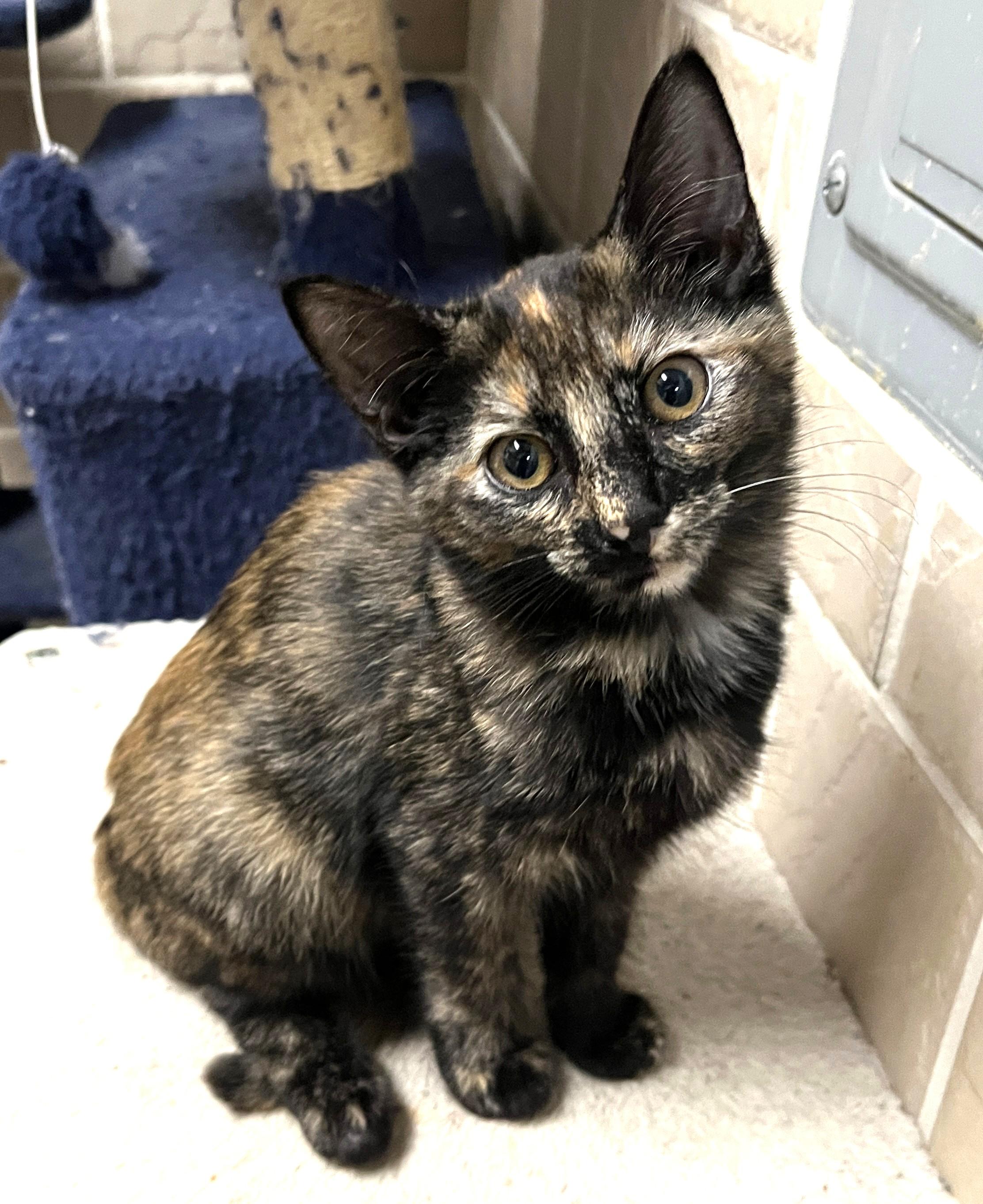 Enlarge Harper, a Adoptable Tortoiseshell in Shingletown, CA image 1/1