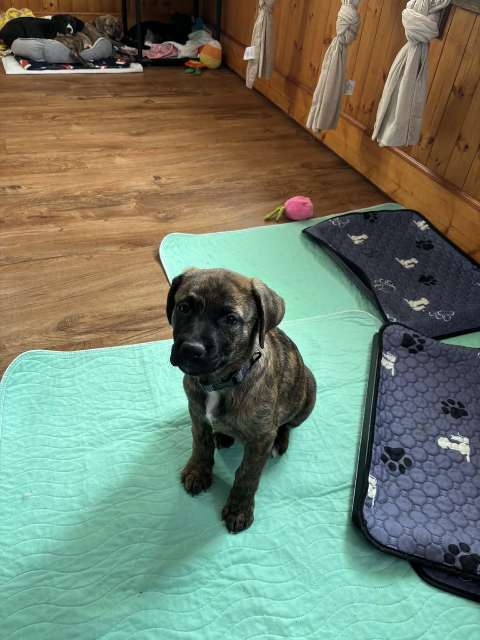 Primrose, a Adoptable mixed breed in Mechanicsburg, PA image 1/3