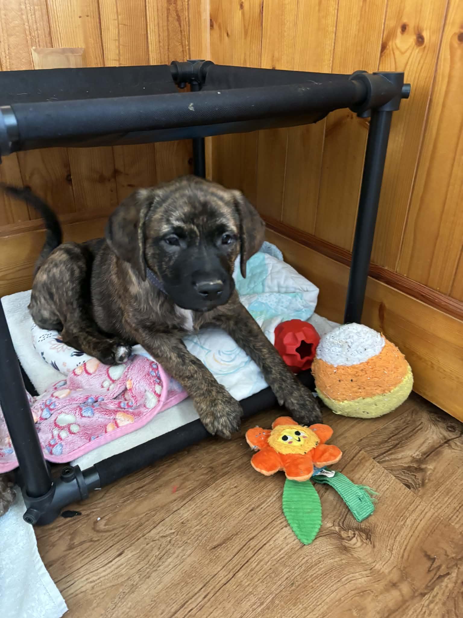 Primrose, a Adoptable mixed breed in Mechanicsburg, PA image 2/3