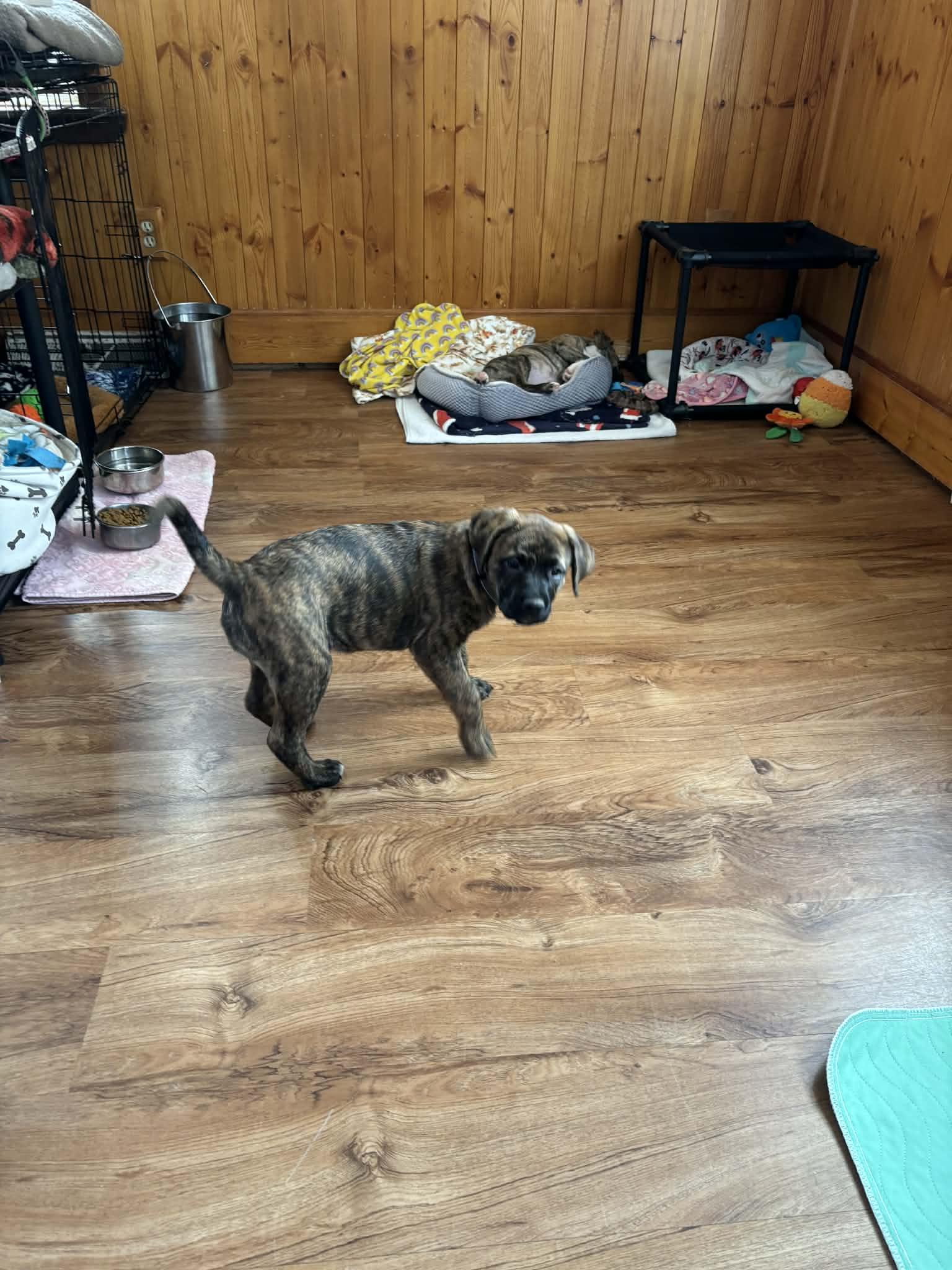 Primrose, a Adoptable mixed breed in Mechanicsburg, PA image 3/3