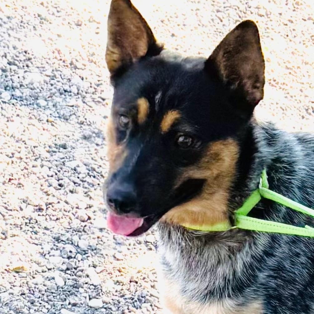 Enlarge Bluey, a Adoptable mixed breed in Woodbury, MN image 4/6