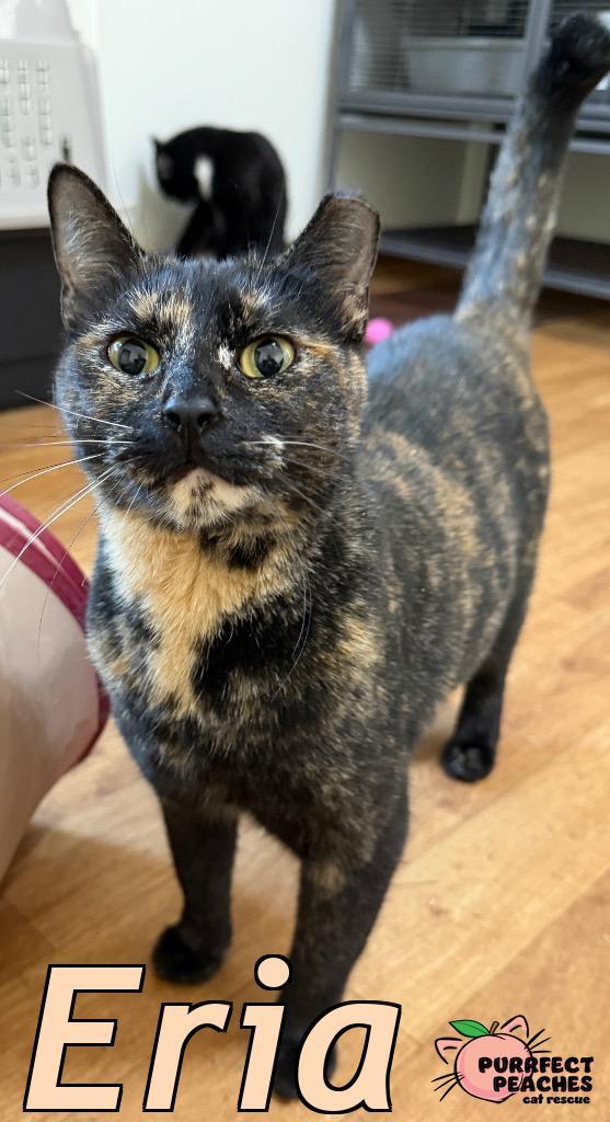 Enlarge Eria, a Adoptable mixed breed in Douglasville, GA image 2/5