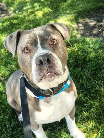 Enlarge TANK, a Adoptable Pit Bull Terrier in Dayton, OH image 1/1