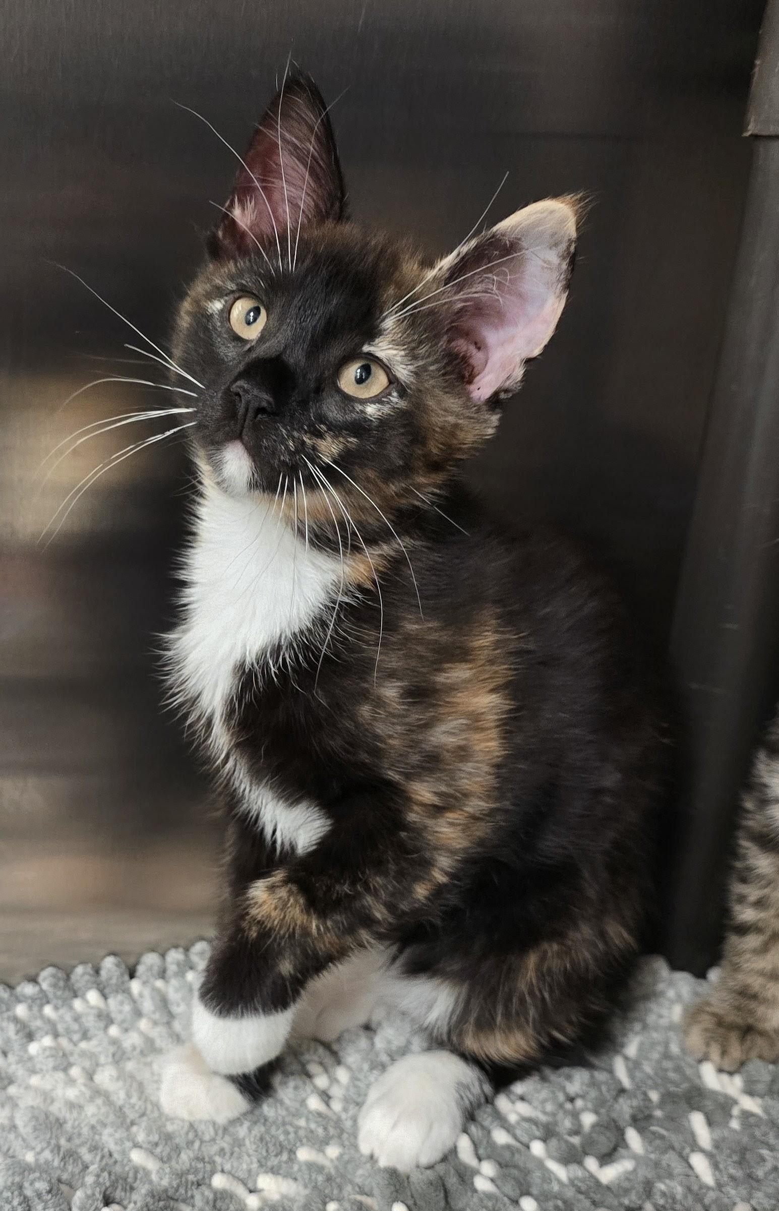 6-212 Tina, adopted, Kitten Female Domestic Short Hair.