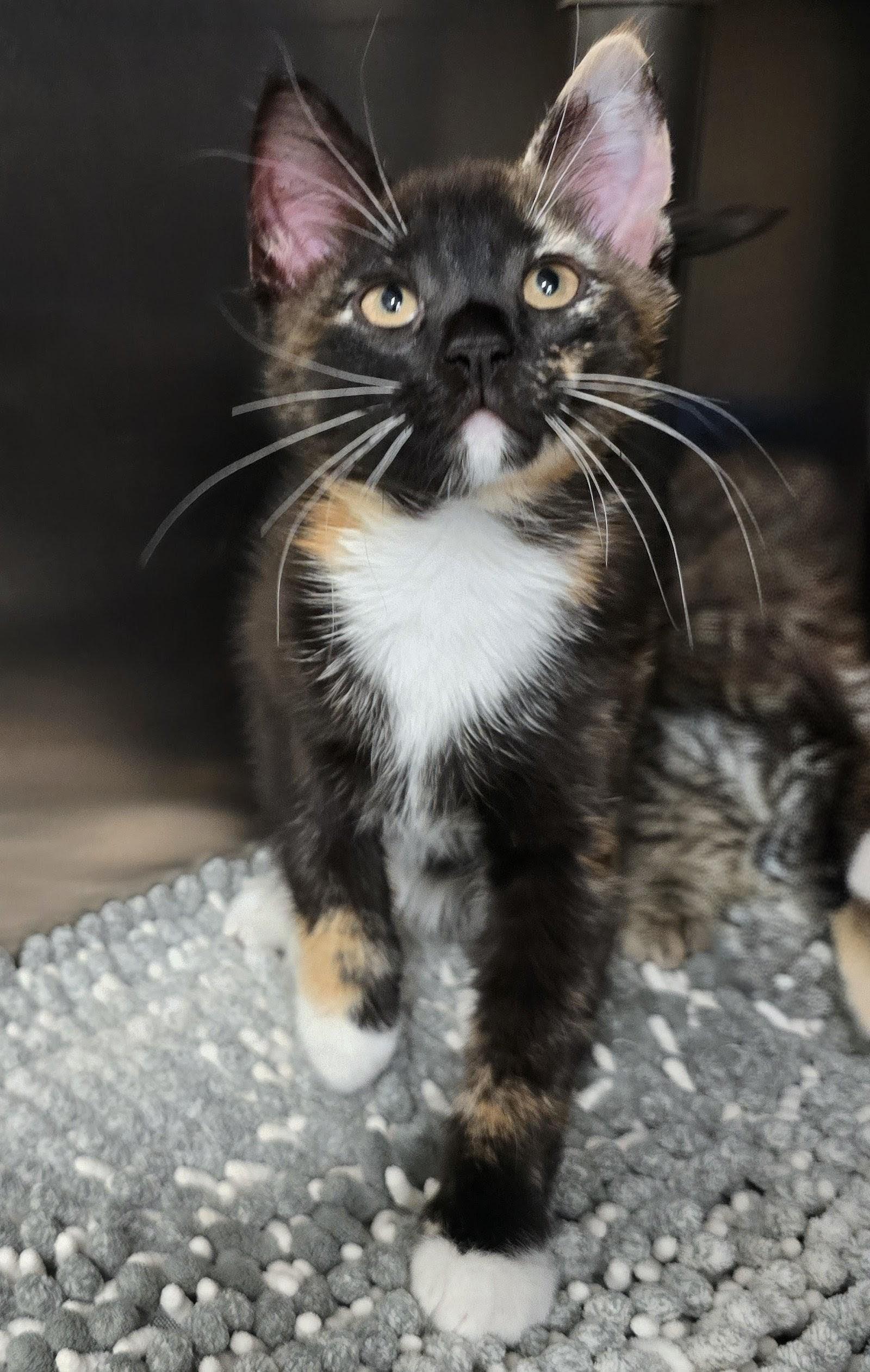 6-212 Tina, an adopted mixed breed in Amityville, NY image 2/2