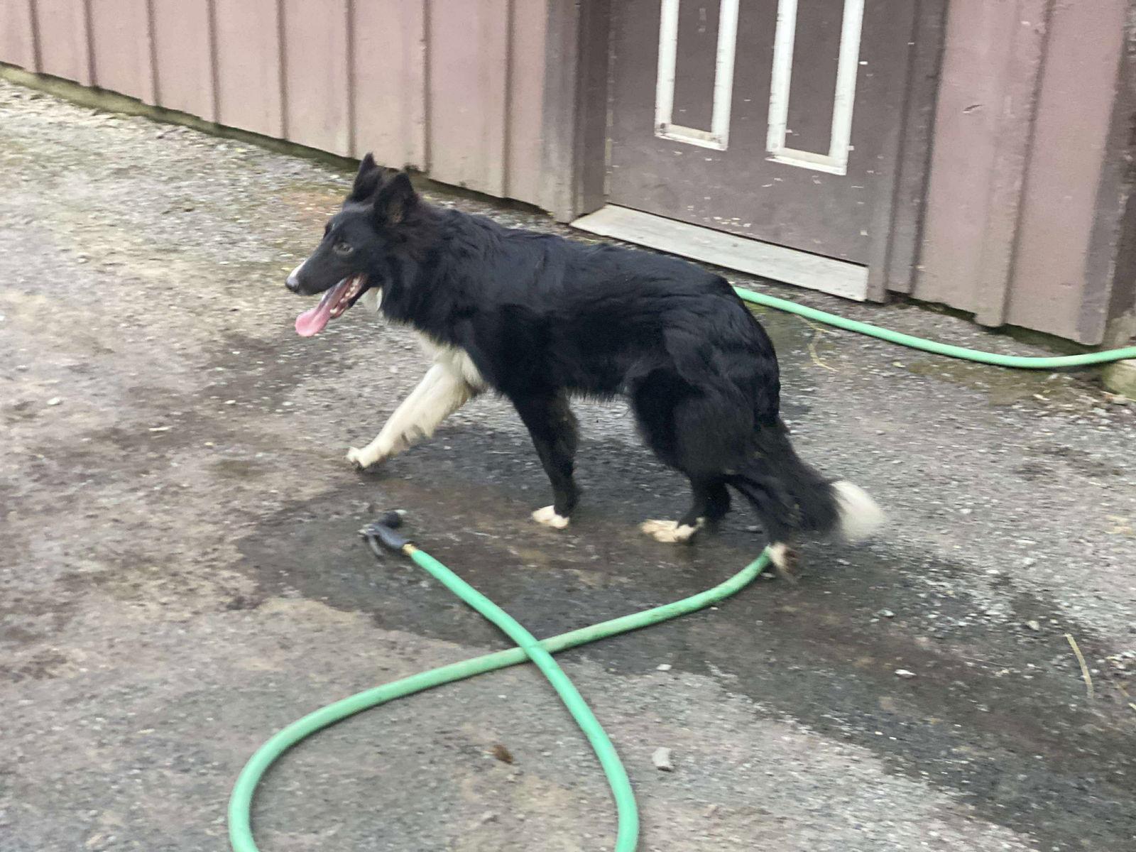 Enlarge Zero, a Adoptable mixed breed in Lewistown, PA image 2/3