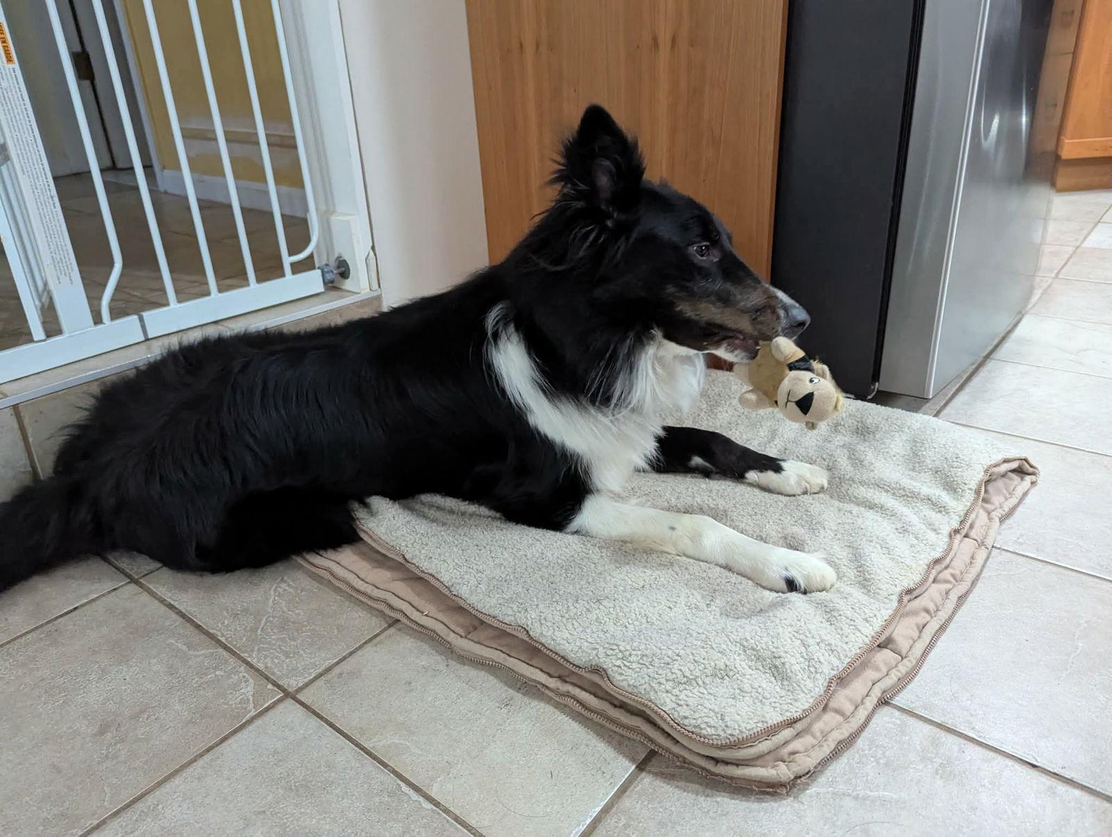 Enlarge Zero, a Adoptable mixed breed in Lewistown, PA image 3/3