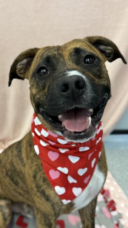 Kiku — thumbnail 2