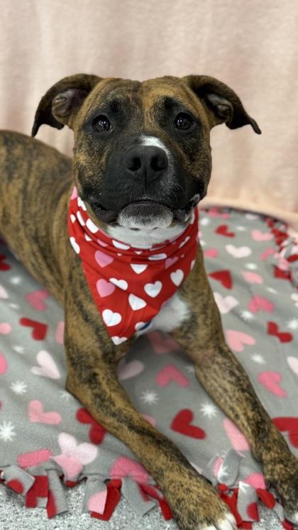 Kiku — thumbnail 3