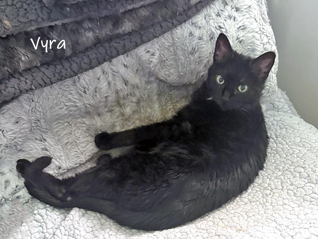 Enlarge Vyra, a ADOPTABLE Domestic Short Hair in Chicago, IL image 4/4