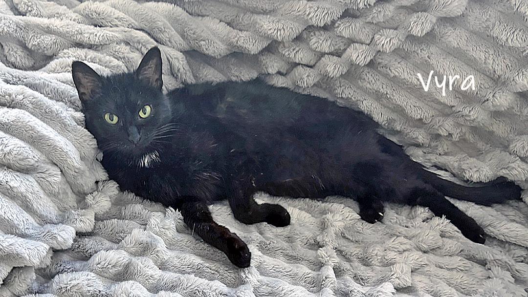 Enlarge Vyra, a ADOPTABLE Domestic Short Hair in Chicago, IL image 1/4