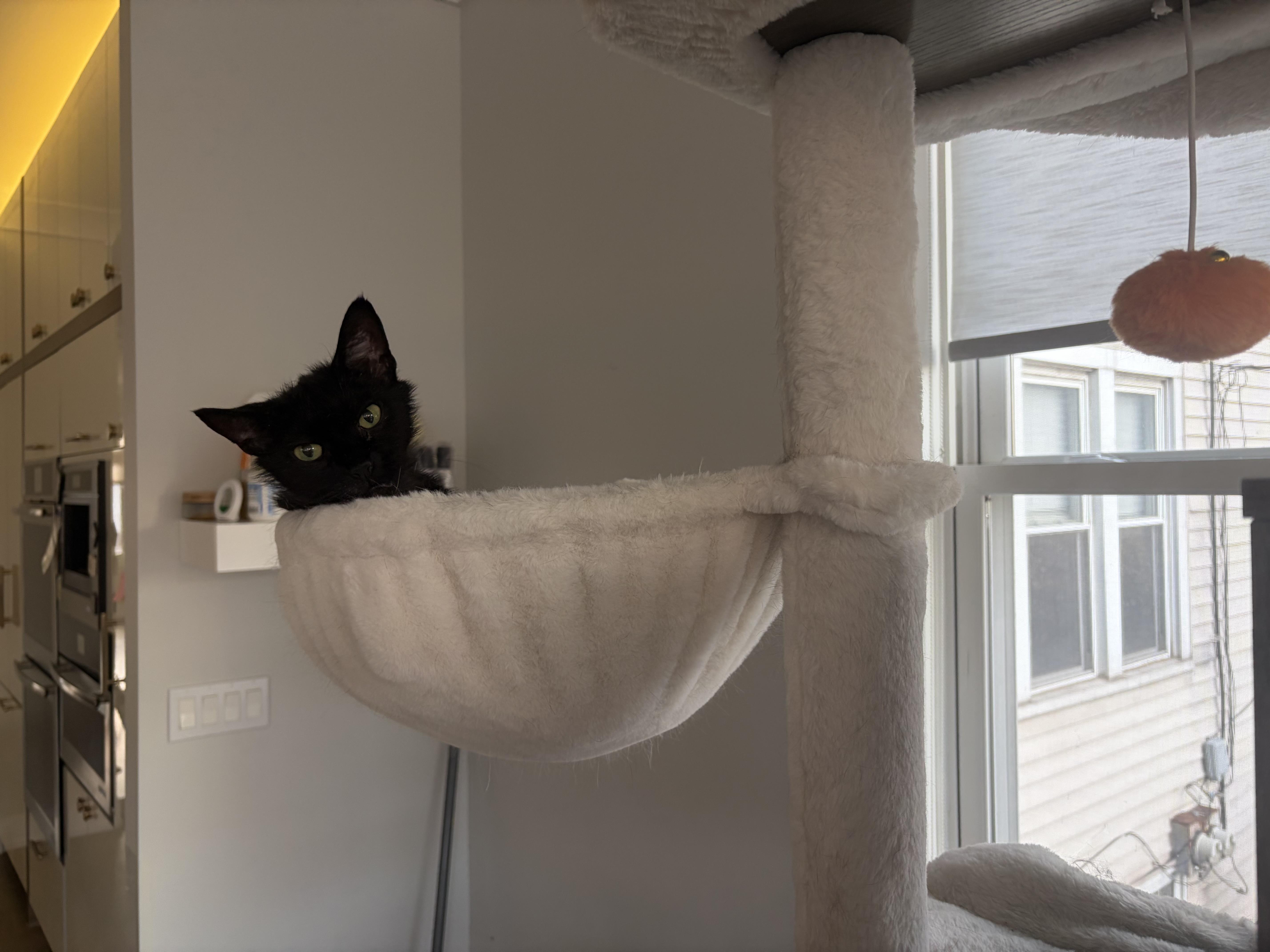 Enlarge Vyra, a ADOPTABLE Domestic Short Hair in Chicago, IL image 3/4