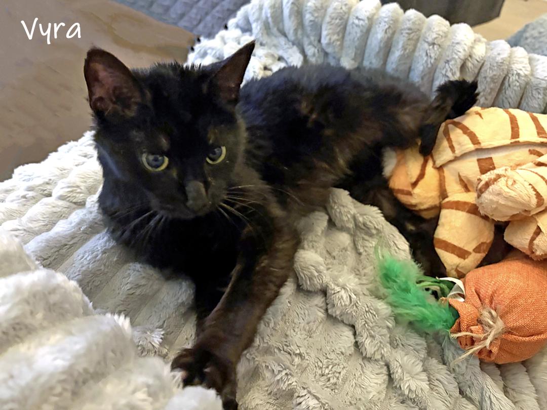 Enlarge Vyra, a ADOPTABLE Domestic Short Hair in Chicago, IL image 2/4