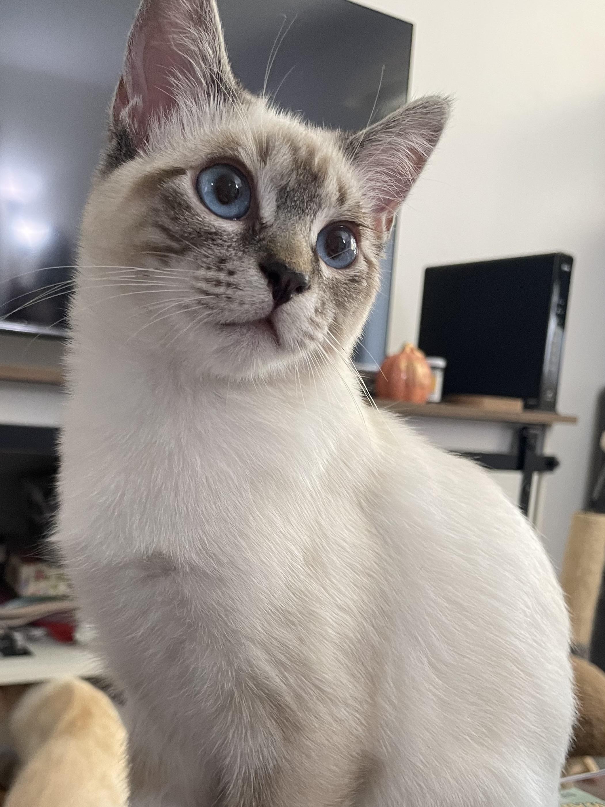 Enlarge Simone (Garfunkel), a ADOPTABLE Siamese in Davis, CA image 1/3