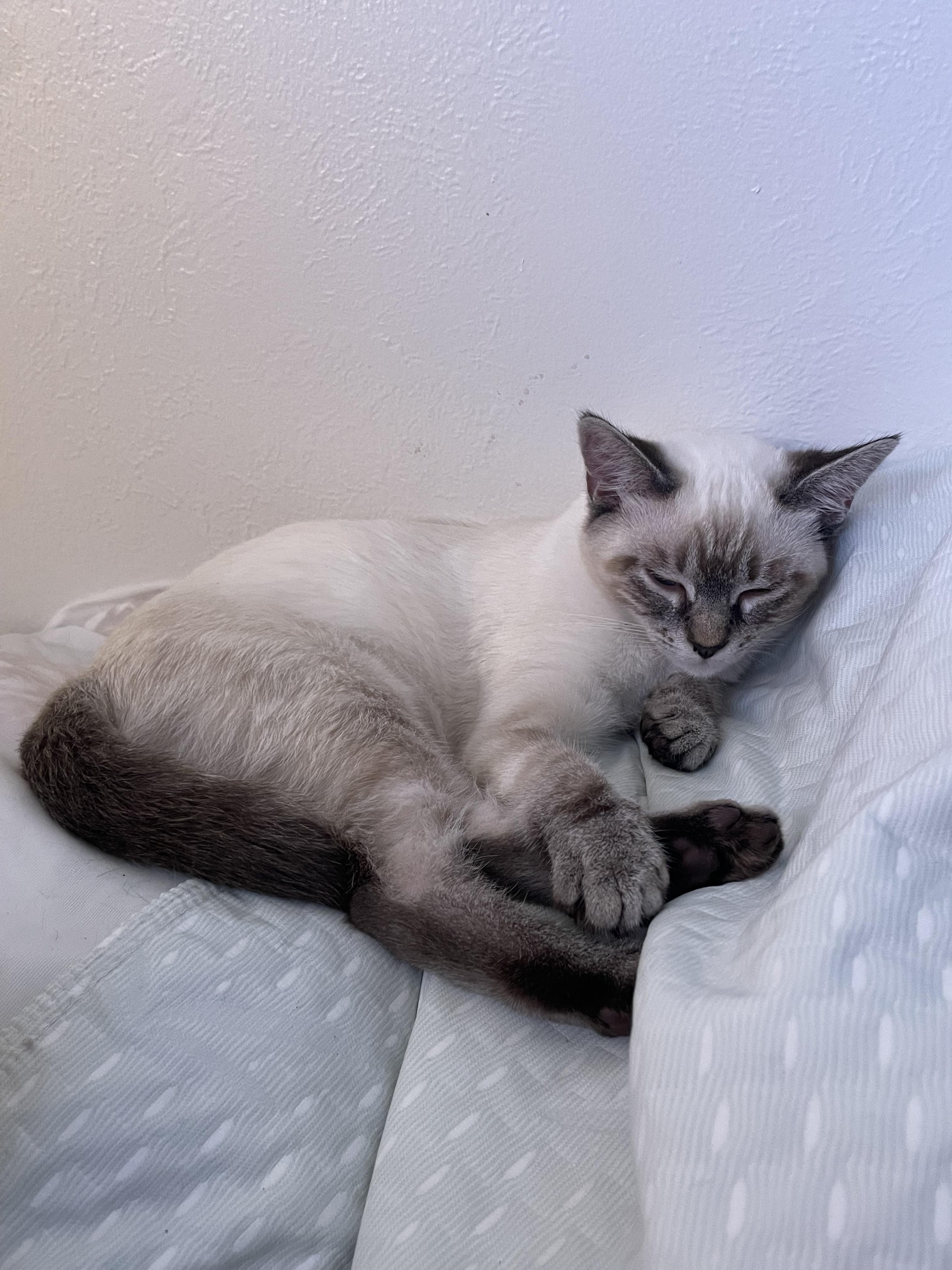 Simone (Garfunkel), ADOPTABLE, Young Female Siamese.