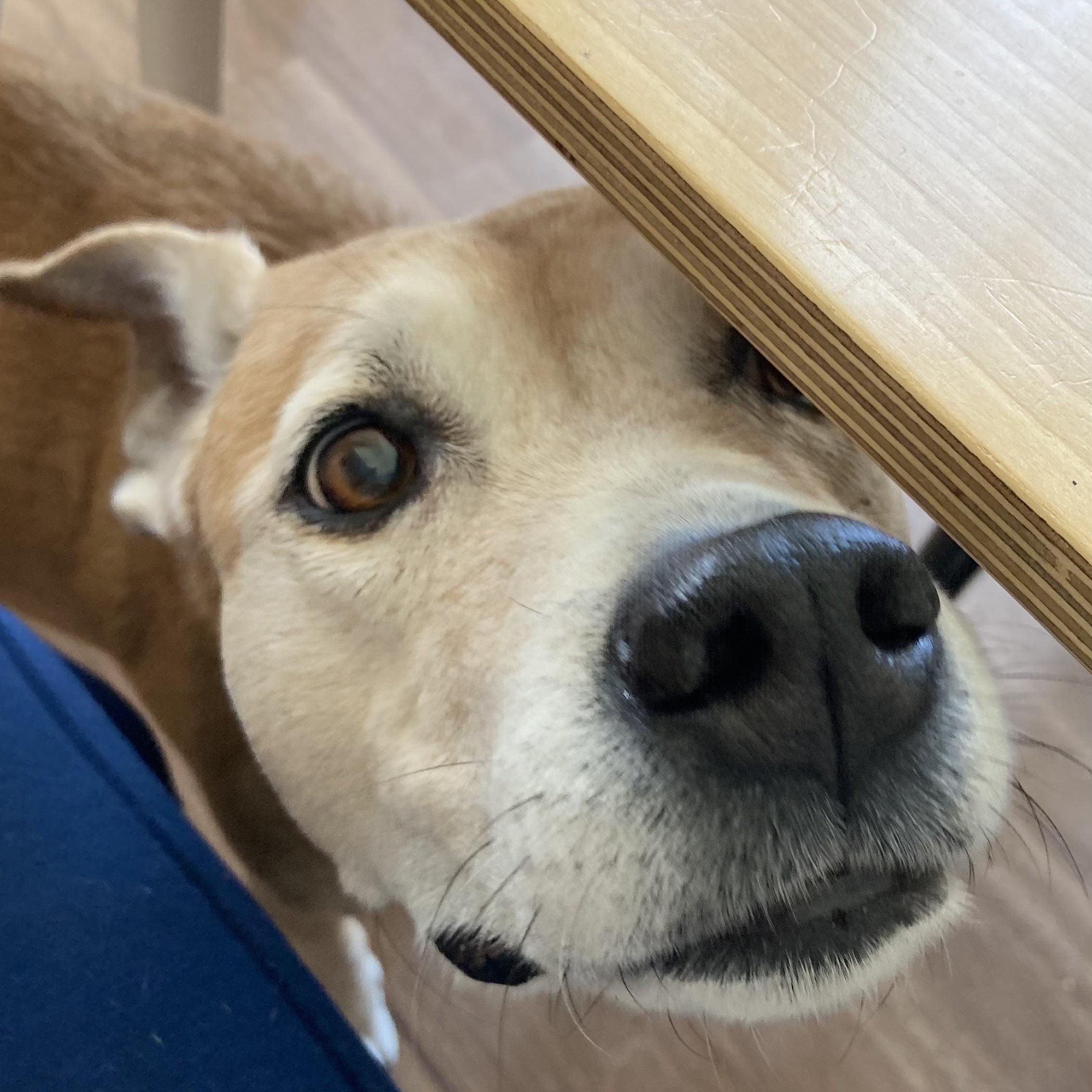 Enlarge Muumuu, a Adoptable mixed breed in Rockville, MD image 2/6