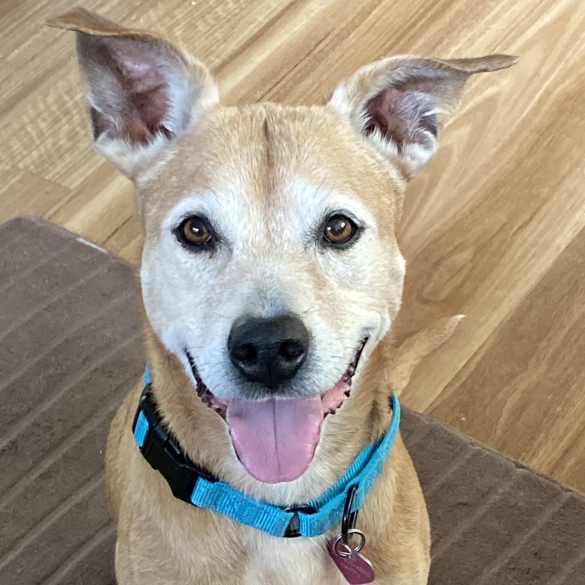 Muumuu, Adoptable, Senior Female Terrier.